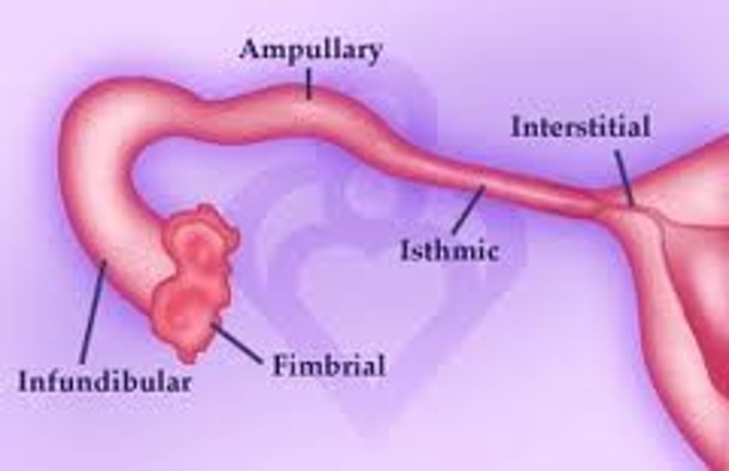 <p>frimbriae &gt; infundibulum &gt; ampulla &gt; isthmus &gt; uterus</p><p>- smooth muscle</p><p>- 13 cm long</p><p>- 5 regions</p>