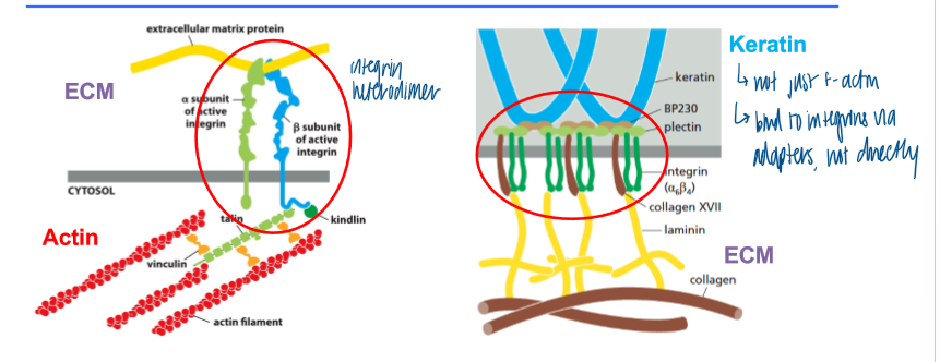 <p>link the cytoskeleton to the ecm </p><ul><li><p>a family of transmembrane proteins that form heterodimers (a and B subunit) </p></li><li><p>at least 24 different family members </p></li><li><p>connect cytoskeletal elements (f-actin/ intermediate fil) to the ECM indirectly via <strong>adaptor proteins</strong></p></li><li><p>individual integrins cluster, which leads to high affinity binding</p></li></ul><p></p>
