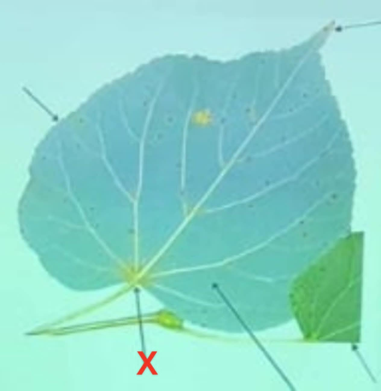 term image