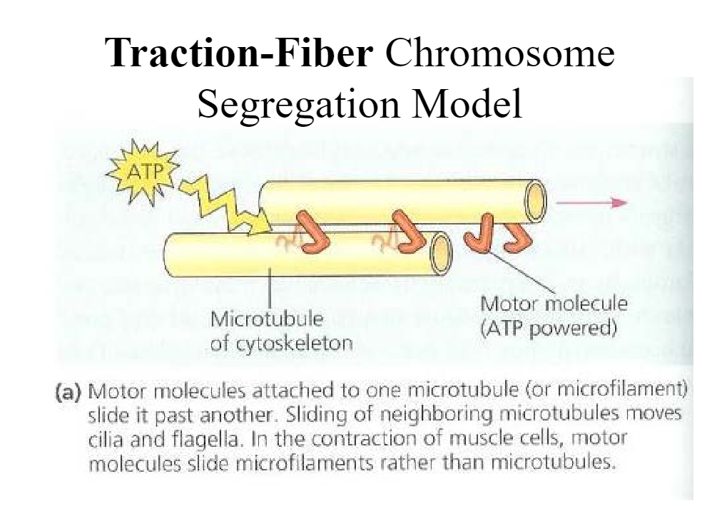 Separation force is produced along the fibers (sliding model). Best explains \n separation in meiosis