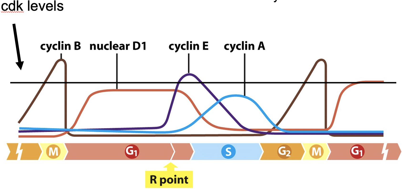 <p>Regulates Cyclins</p><ul><li><p>Affects of cyclin mRNA transcription</p><ul><li><p>cyclin mRNA translation</p></li><li><p>Other steps</p></li></ul></li><li><p>CDKs are always present but cyclins switch</p></li></ul><p></p>