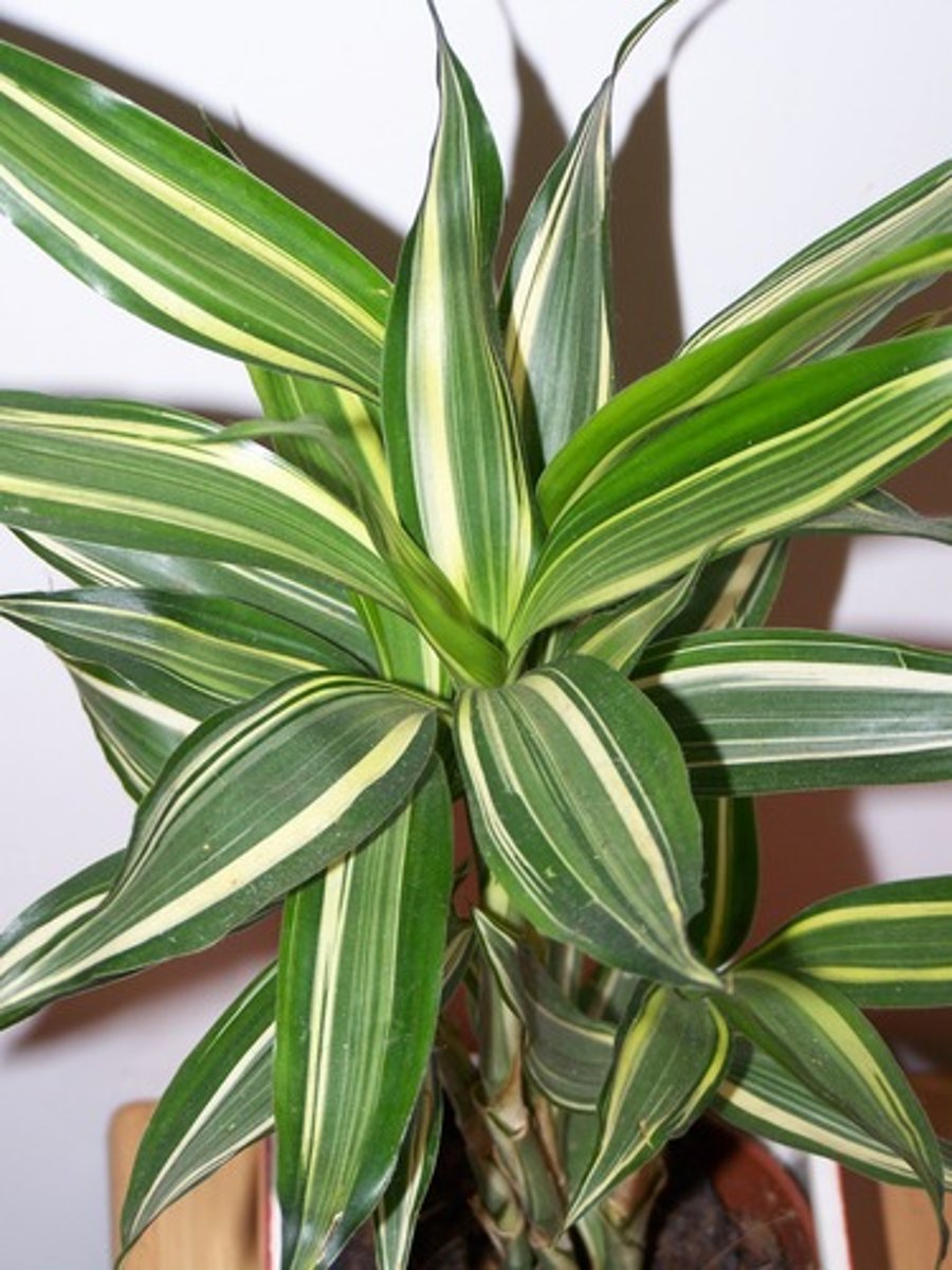 <p>Dracaena Leaf; Filler</p>