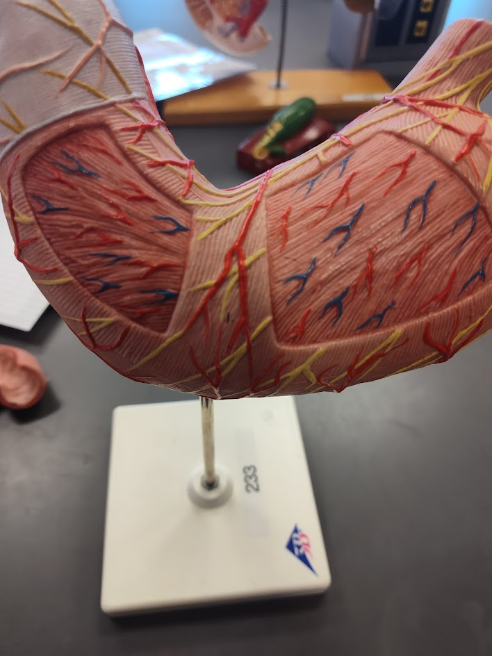 <p>stomach </p>