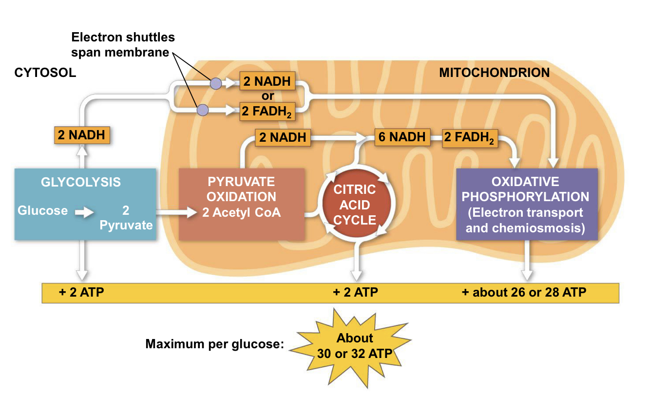 <p>glucose —&gt; NADH —&gt; electron transport chain —&gt; proton-motive force —&gt; ATP</p>
