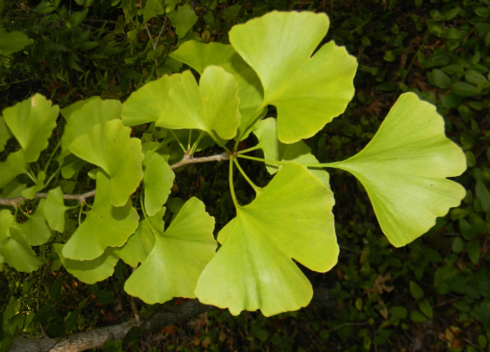 <p>Ginkgo biloba </p>