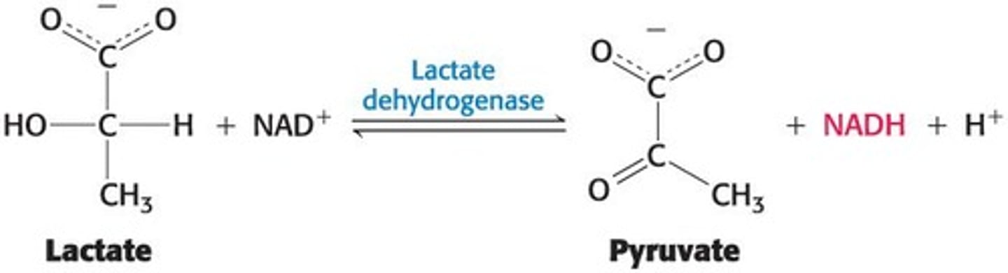 <p>An assay for the enzyme lactate dehydrogenase detects NADH spectrophotometrically.</p>