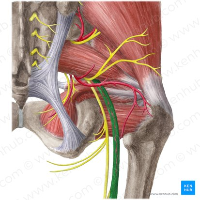 <p>The ______ nerve lies in the ________ aspect of the ________ _______ muscle… </p>