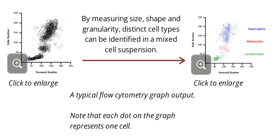 <ul><li><p>flow cytometry is used to measure physical properties of a cell</p></li><li><p>it can also be used to detect specific antigens on or inside a cell</p></li><li><p>as each cell in a mixed suspension is assessed as an individual detection event, the total number of cells in the suspension, the number of cells of a particular type in the suspension, and the overall composition of the suspension can be readily determined </p></li><li><p>flow cytometers are used to determine complete blood counts</p></li></ul><p></p>