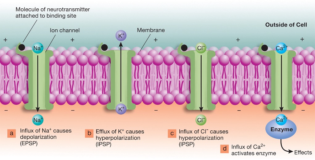 <p>Cl- enters, causing hyperpolarization (IPSP)</p>