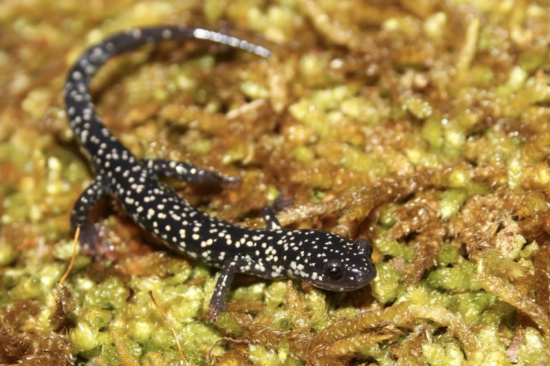 <p>Males have mental gland</p>