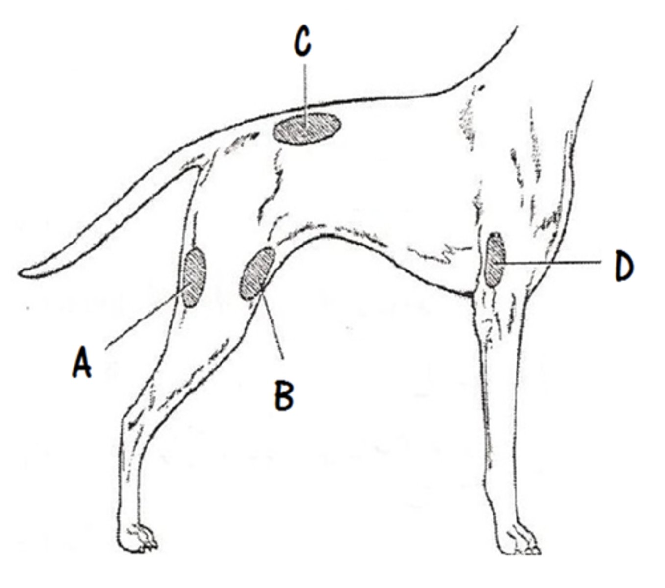 <p>Hamstring</p><p>Epaxial muscles</p><p>Quadriceps</p><p>Triceps</p>
