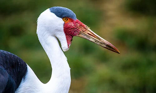 <p>Status: VU</p><p>Family: Gruidae</p>