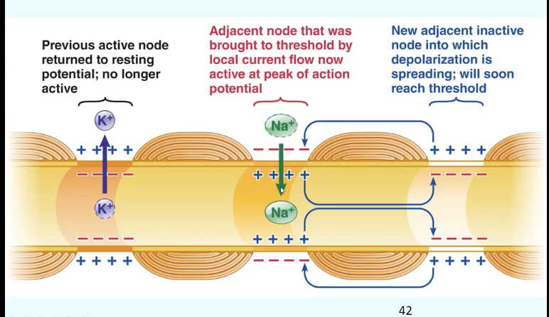 <p>Increases speed; enables saltatory conduction. jump between nodes of ranvier</p>