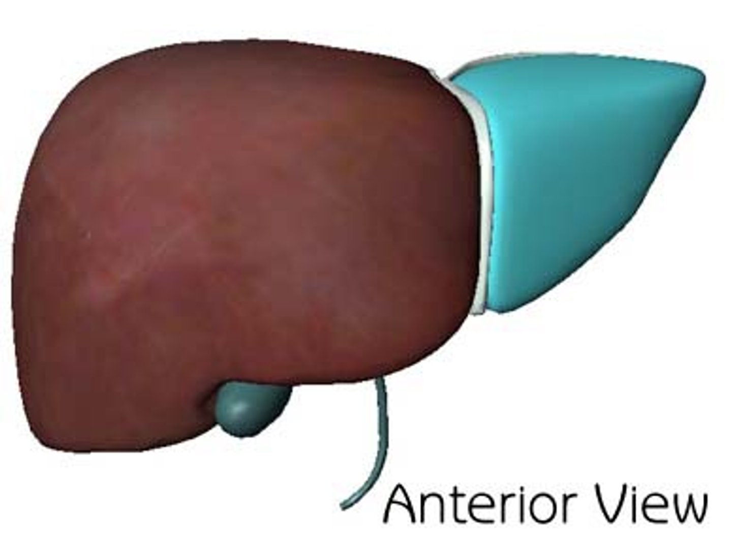 <p>The smaller lobe of the liver located on the left side.</p>