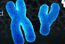 <p>CHROMOSOMES</p>