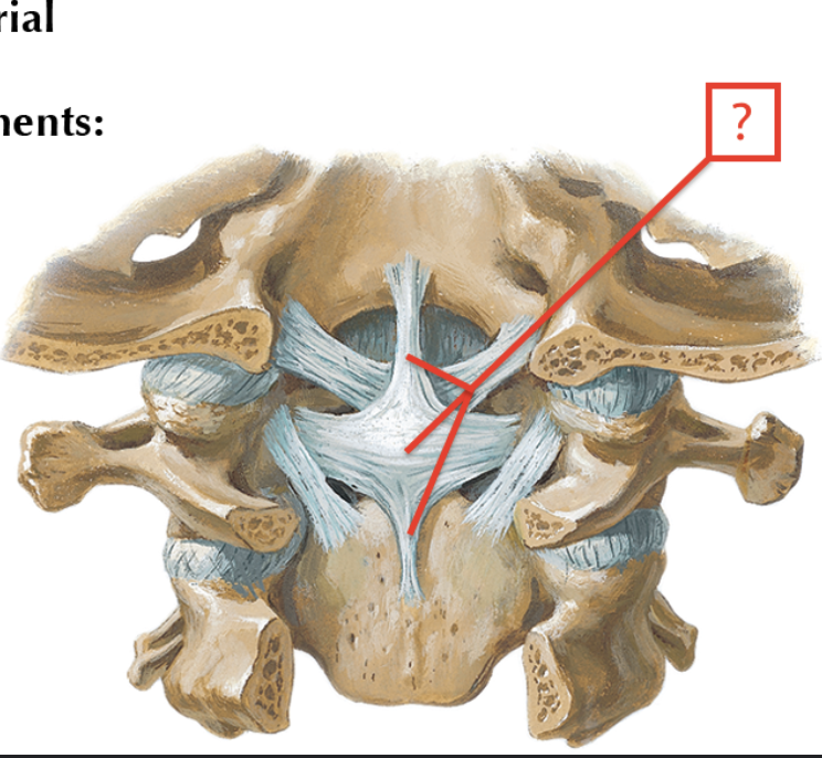 <p>ligament name?</p>