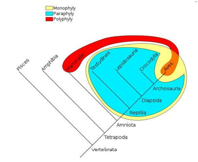 <p>pokud do plazů (Reptilia) nezahrneme i ptáky (Aves), jedná se o parafyletický taxon a z pohledu fylogenetické systematiky by se tedy vůbec neměl používat. Ptáci jsou sesterskou skupinou krokodýlů (Crocodylia), společně tvoří taxon Archosauria. Snaha vytvořit taxon teplokrevných obratlovců (ptáků a savců – Mammalia) by vedla k vytvoření polyfyletického taxonu, který by již vůbec neodpovídal průběhu fylogeneze.</p>