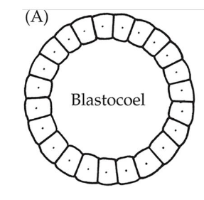 <p>Hollow ball of cells, usually 1 cell layer thick</p><ul><li><p><strong>Blastocoel</strong></p></li></ul><p></p>