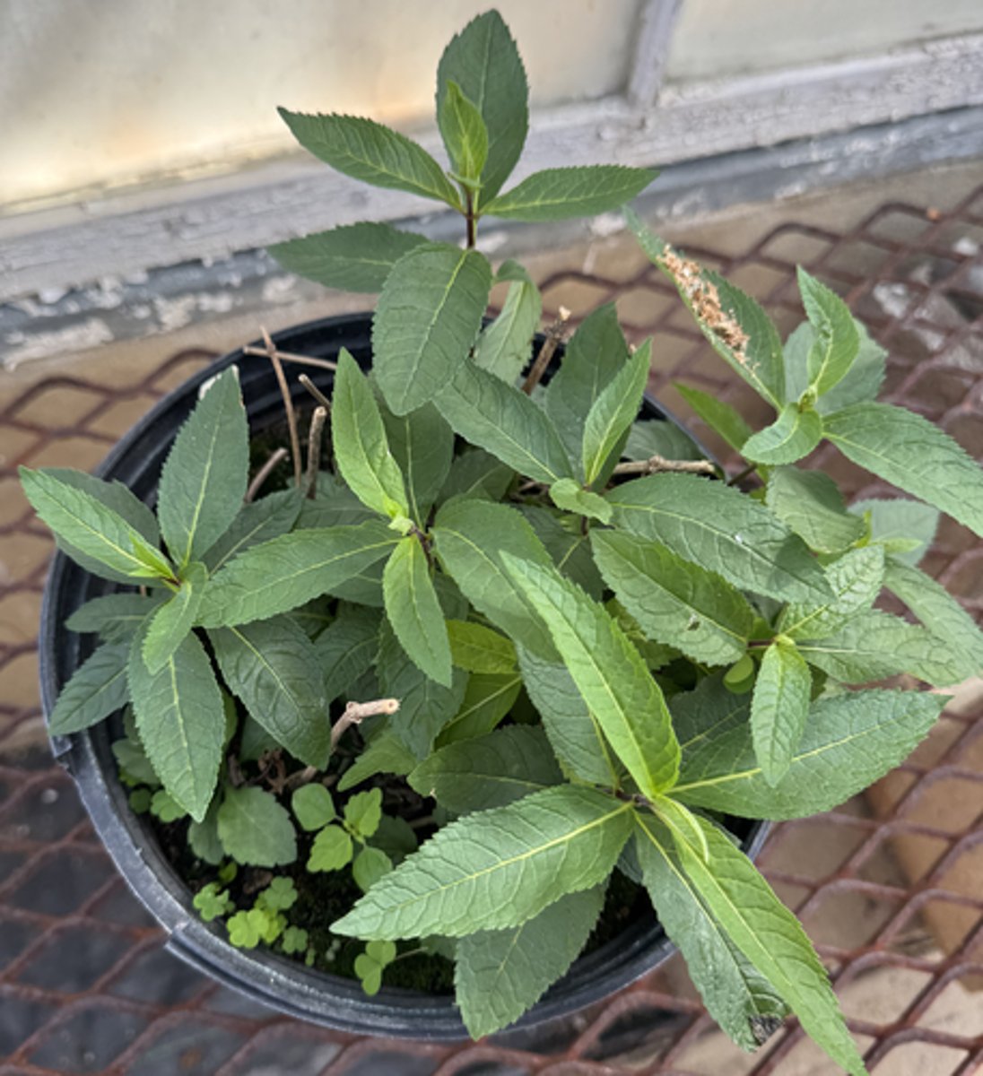 <p>What is the Latin name for this plant?</p>