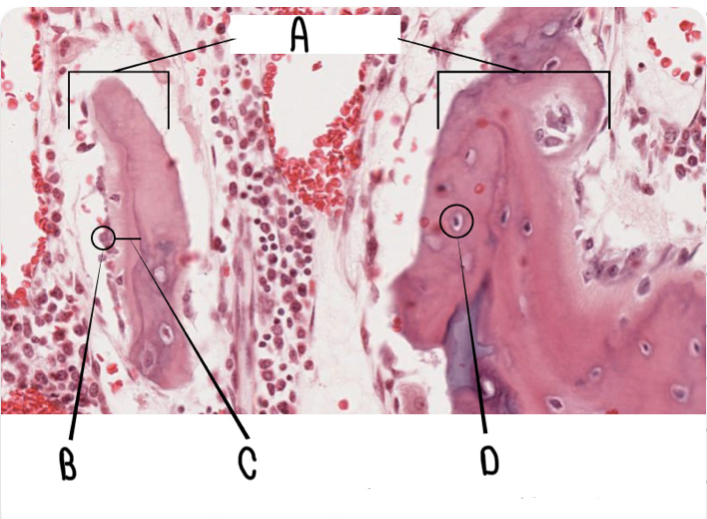 <p>What are the structures labeled B in this image?</p>