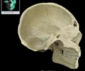<p>Bony canal that connects posterior cranial fossa to inner ear cavity Facial (CN VII) and vestibulocochlear (CN VIII) nerves traverse meatus</p>
