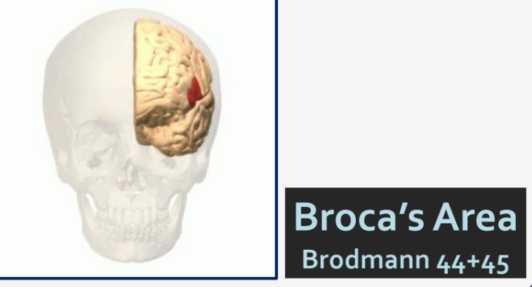 <p>brocas area </p>