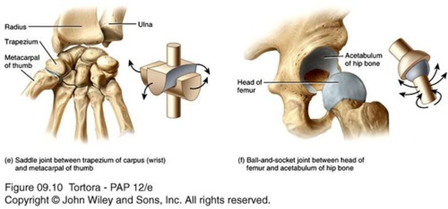 <p>Articular surface of one bone is saddle-shaped, fitting into the saddle of another; example includes the thumb.</p>