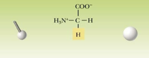 <p>Name:</p><p>Abbreviation:</p><p>Classification:</p>