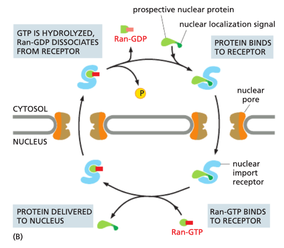 <p>In cytosol - release of Ran-GDP allows protein to bind to importin</p><p>In nucleus - Ran-GTP binds to receptor to release protein</p><p>GTP hydrolysed to GDP as returns to cytosol</p>