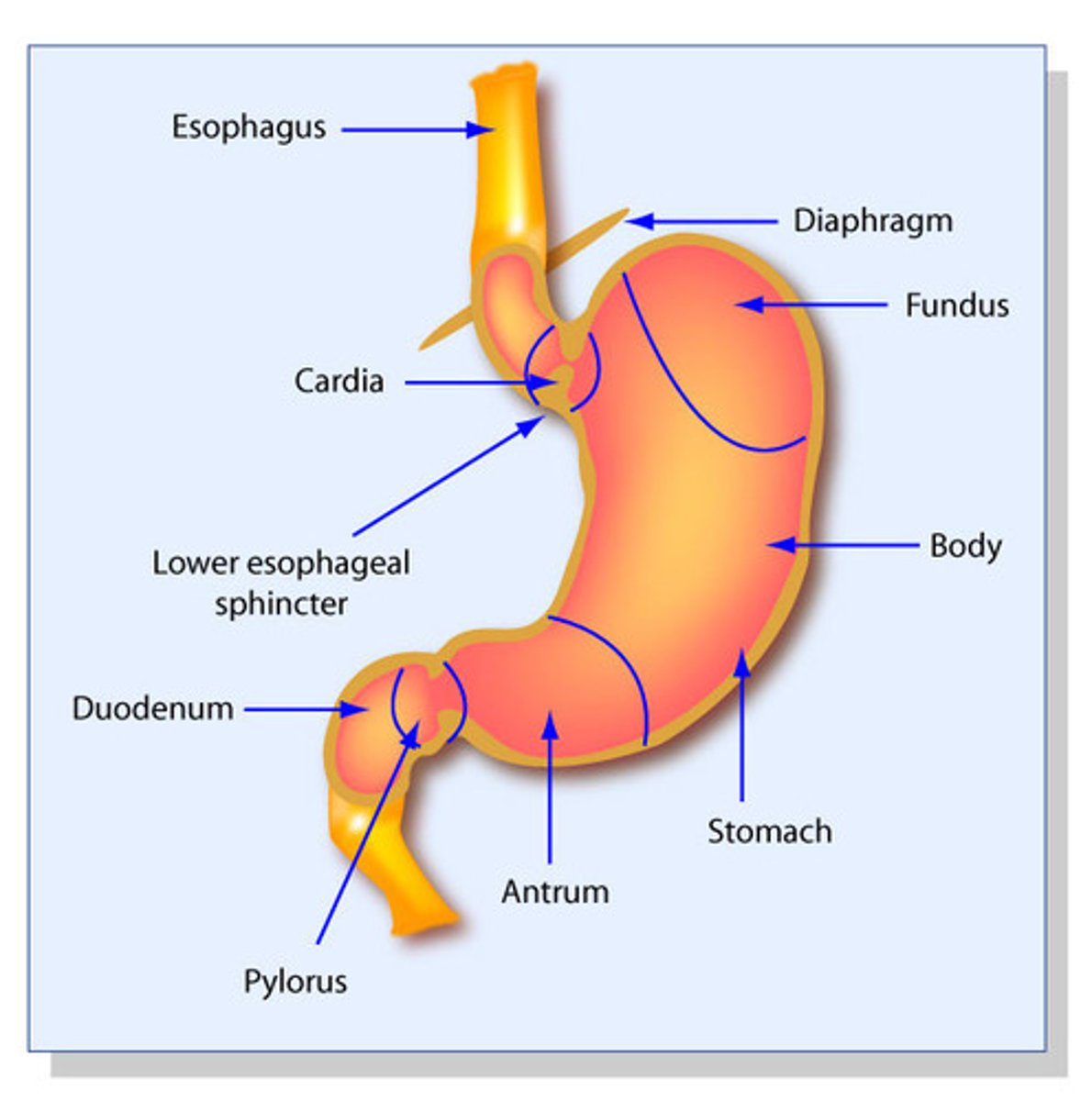 <p>1. fundus</p><p>2. body</p><p>3. antrum</p><p>(the antrum is continuous with the duodenum of the small intestine)</p>