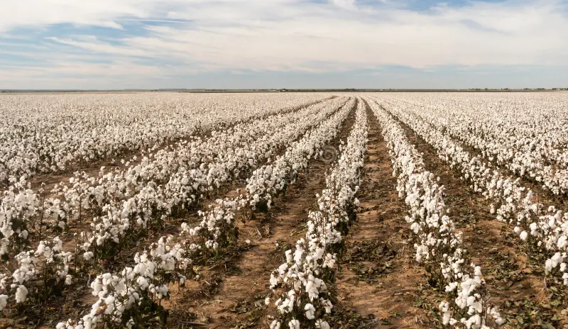 <p>A large farm that grows one main crop for sale</p>