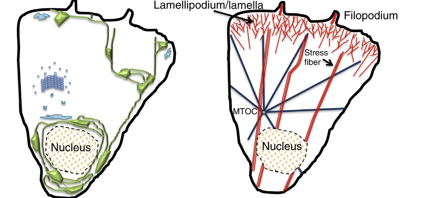 <p>Describe the image showing cytoskeletal organization in epithelial cells.</p>