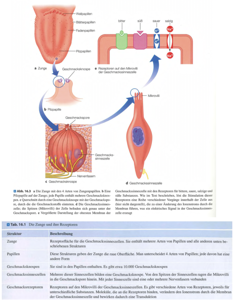 <p class=""><span data-name="brain" data-type="emoji">🧠</span><strong> Kurzfassung:</strong><br>Geschmack beginnt auf der Zunge, wo <strong>chemische Reize an Geschmacksknospen</strong> binden. Diese liegen in <strong>Papillen</strong> – ausser in den Fadenpapillen. Die Reize werden durch <strong>Transduktion</strong> in <strong>elektrische Signale</strong> umgewandelt.</p><div data-type="horizontalRule"><hr></div><p class=""><span data-name="clipboard" data-type="emoji">📋</span><strong> Langfassung:</strong></p><ul><li><p class=""><strong>Zungenpapillen (4 Typen):</strong></p><ul><li><p class=""><strong>Fadenpapillen:</strong> rau, <em>keine</em> Geschmacksknospen</p></li><li><p class=""><strong>Pilzpapillen:</strong> v. a. Zungenspitze/-rand, <em>mit</em> Geschmacksknospen</p></li><li><p class=""><strong>Blätterpapillen:</strong> Falten hinten seitlich, <em>mit</em> Geschmacksknospen</p></li><li><p class=""><strong>Wallpapillen:</strong> hinten zentriert, flach mit Gräben, <em>reich an</em> Geschmacksknospen</p></li></ul></li></ul><p class=""></p><ul><li><p class=""><strong>Geschmacksknospen:</strong></p><ul><li><p class="">Etwa <strong>10.000 insgesamt</strong></p></li><li><p class="">Enthalten <strong>50–100 Geschmackssinneszellen</strong></p></li><li><p class="">Deren Spitzen ragen in eine <strong>Geschmackspore</strong></p></li></ul></li></ul><p class=""></p><ul><li><p class=""><strong>Transduktion:</strong></p><ul><li><p class=""><strong>Chemische Stoffe binden</strong> an die Rezeptoren</p></li><li><p class="">→ <strong>elektrisches Signal</strong> entsteht</p></li><li><p class="">→ Weiterleitung an das Gehirn beginnt</p></li></ul></li></ul><p class=""></p><p class=""><strong>Fazit:</strong><br>Das Schmecken beginnt mit der <strong>Erkennung chemischer Substanzen</strong> auf der Zunge und deren <strong>Umwandlung in elektrische Impulse</strong> in spezialisierten Geschmacksknospen.</p>