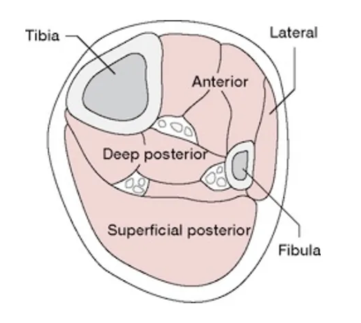 <p>They are divided into four compartments:</p>
<ul>
<li><strong>Posterior (Superficial)</strong>: Gastrocnemius and Soleus – Plantar flexion</li>
<li><strong>Posterior (Deep)</strong>: Toe flexion and inversion muscles</li>
<li><strong>Lateral</strong>: Eversion of the foot</li>
<li><strong>Anterior</strong>: Dorsiflexion, toe extension, and inversion</li>
</ul>