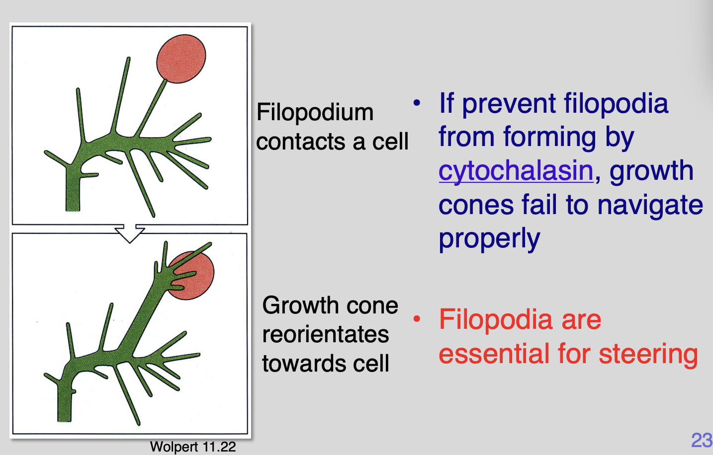 <ul><li><p>If prevent filopodia from form by <strong>cytochalasin</strong>→ growth cones fail to navigate properly</p></li></ul><p>Therefore: filopodia are <strong>essential</strong> for steering</p><p></p>