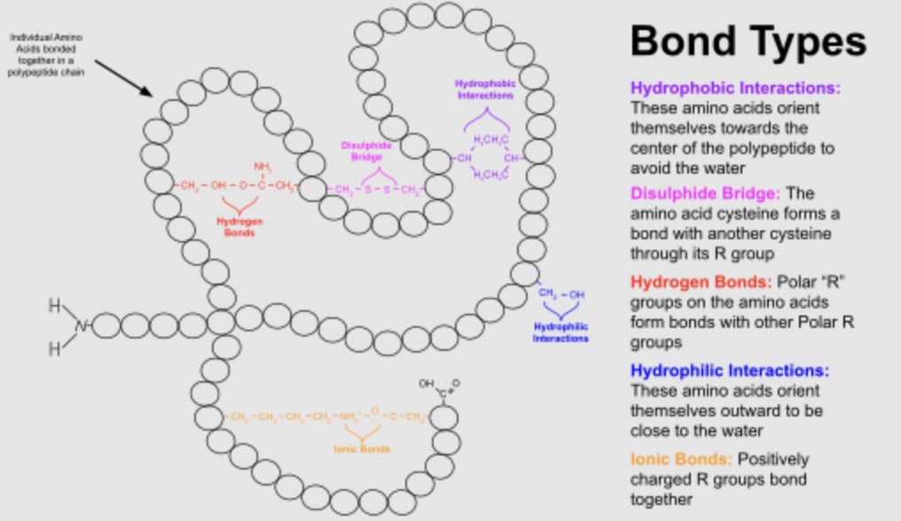 <ol><li><p><strong><u><span style="color: yellow"><mark data-color="yellow">Hydrophobic interactions</mark></span></u></strong><span style="color: yellow">: tend to cluster together in the interior of the protein structure away from H2O — helps minimize contact with water to help protein stability</span></p><p></p></li><li><p><strong><u><span style="color: yellow"><mark data-color="yellow">Disulfide bridges</mark></span></u></strong><span style="color: yellow">: forms between cysteine residues where sulfur atoms in their R groups bond covalently — strong structural support for proteins that need to be in harsh environments</span></p><p></p></li><li><p><strong><u><span style="color: yellow"><mark data-color="yellow">Hydrogen bonds:</mark></span></u></strong><span style="color: yellow"> weak attraction between H atom and electronegative atom (O/N) in polar chains — stabilizes secondary structure like alpha helix and beta sheet </span></p><p></p></li><li><p><strong><u><span style="color: yellow"><mark data-color="yellow">Hydrophilic interaction</mark></span></u></strong><span style="color: yellow">: oriented towards protein surface and interact with H2O — crucial for solubility and facilitate interactions with other molecules</span></p><p></p></li><li><p><strong><u><span style="color: yellow"><mark data-color="yellow">Ionic Bonds:</mark></span></u></strong><span style="color: yellow"> strong interaction between + and - amino side chains — stability of protein in aqueous environments where ions are prevalent</span></p></li></ol>
