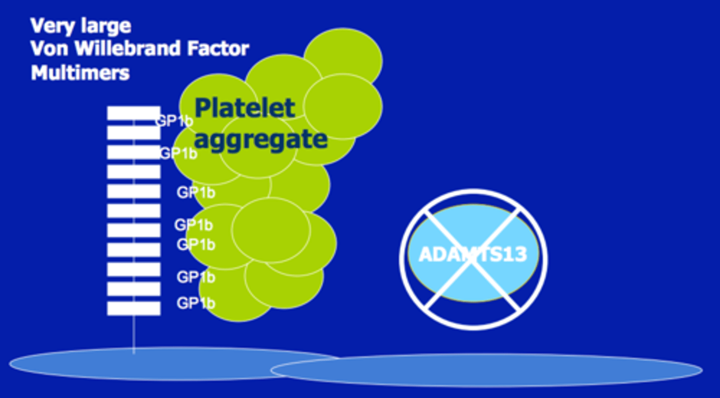 <ul><li><p><strong>acute and unpreditable thrombocytopenia</strong></p></li><li><p>Platelet count <u><20</u></p></li><li><p><u>PT and PTT normal</u></p></li><li><p><strong>excessive platelet adhesion and aggregation</strong></p></li><li><p>Smear shows <em>schistocytes </em>resulting from clot formation.</p></li><li><p>Severe hemolytic anemia called microangiopathic hemolytic anemia.</p></li></ul><p></p>