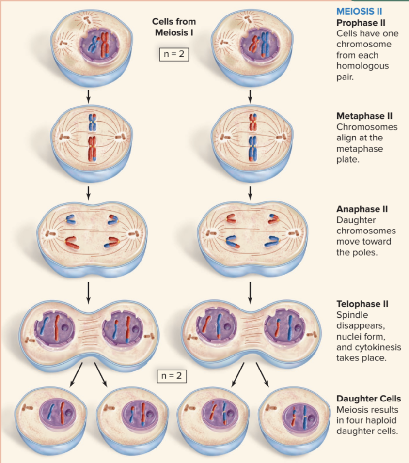 <p>Phases of Meiosis II</p>