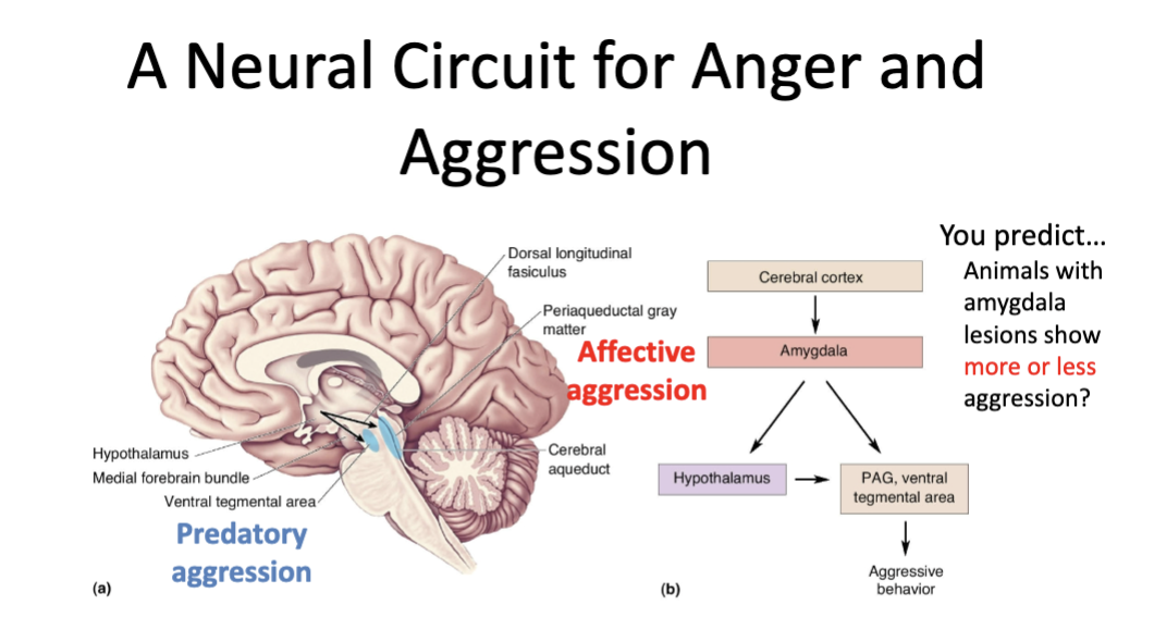 <p></p><p>Cortex → Amygdala → lateral hypothalamus → medial forebrain bundle → VTA → predatory aggression<br>(Quiet, goal-directed attack) </p>