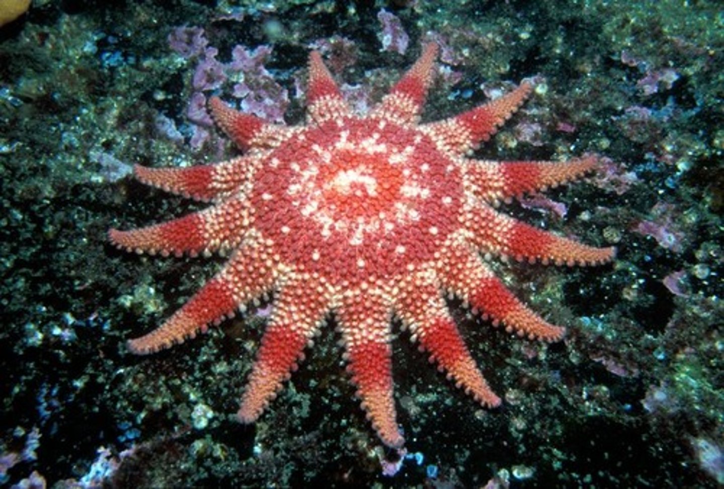 <p>"Star animal"; a subphylum containing sea stars and brittle stars</p>