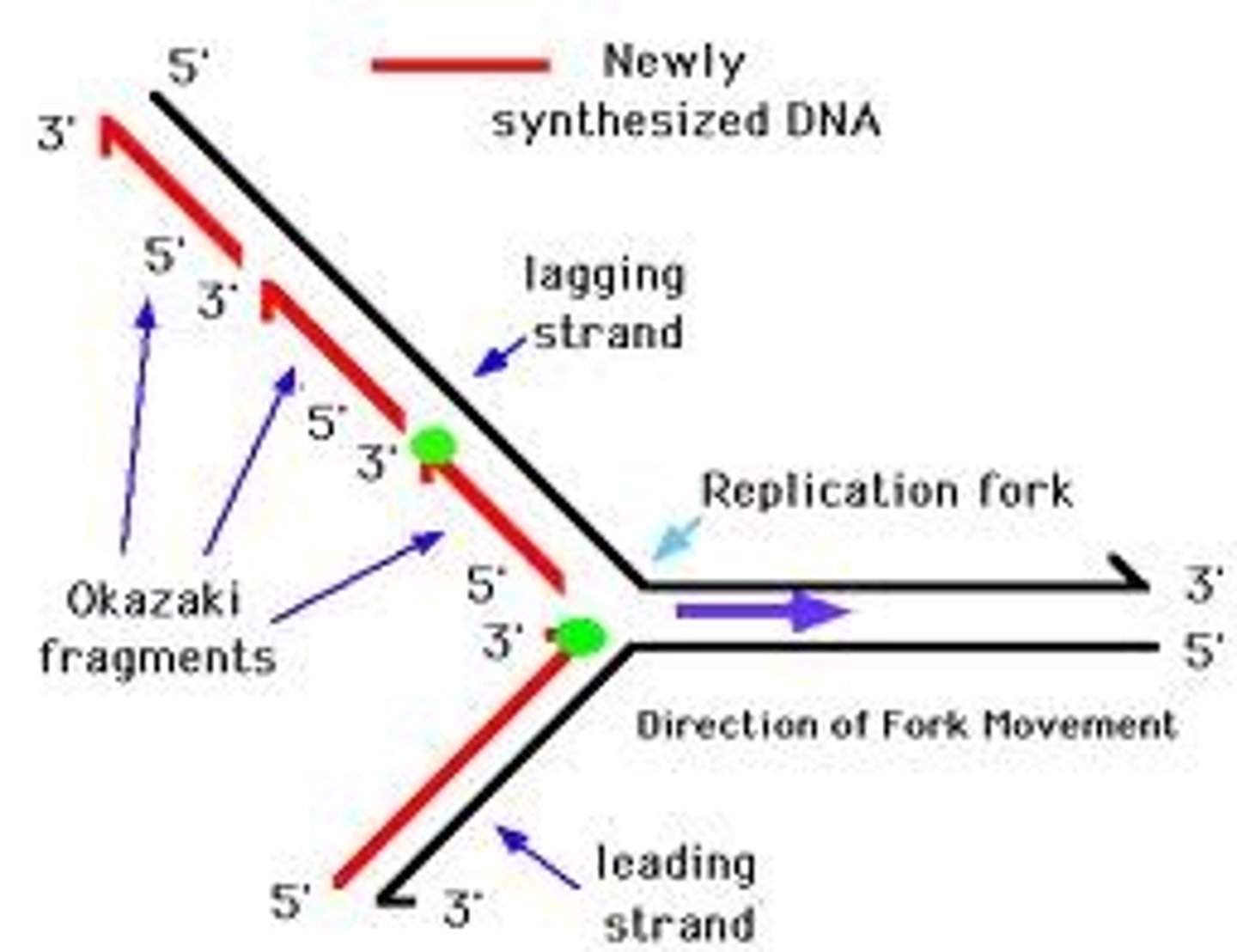 <p>the new complementary DNA strand synthesized continuously along the template strand toward the replication fork in the mandatory 5' to 3' direction</p>