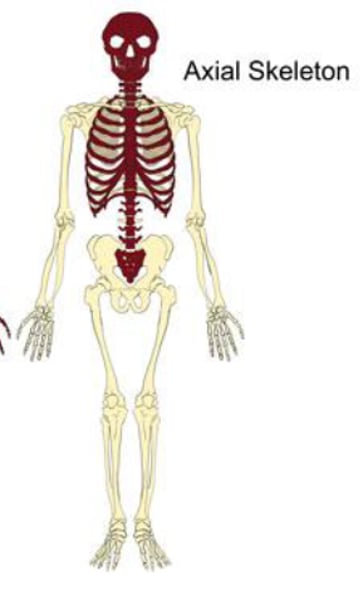 <p>80 bones.</p><p>-It consists of the skull, vertebral column (spine), ribs & sternum (chest bone).</p>