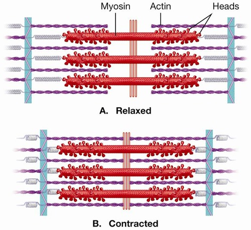 <p>A sarcomere is the basic contractile unit of a muscle fiber.</p>