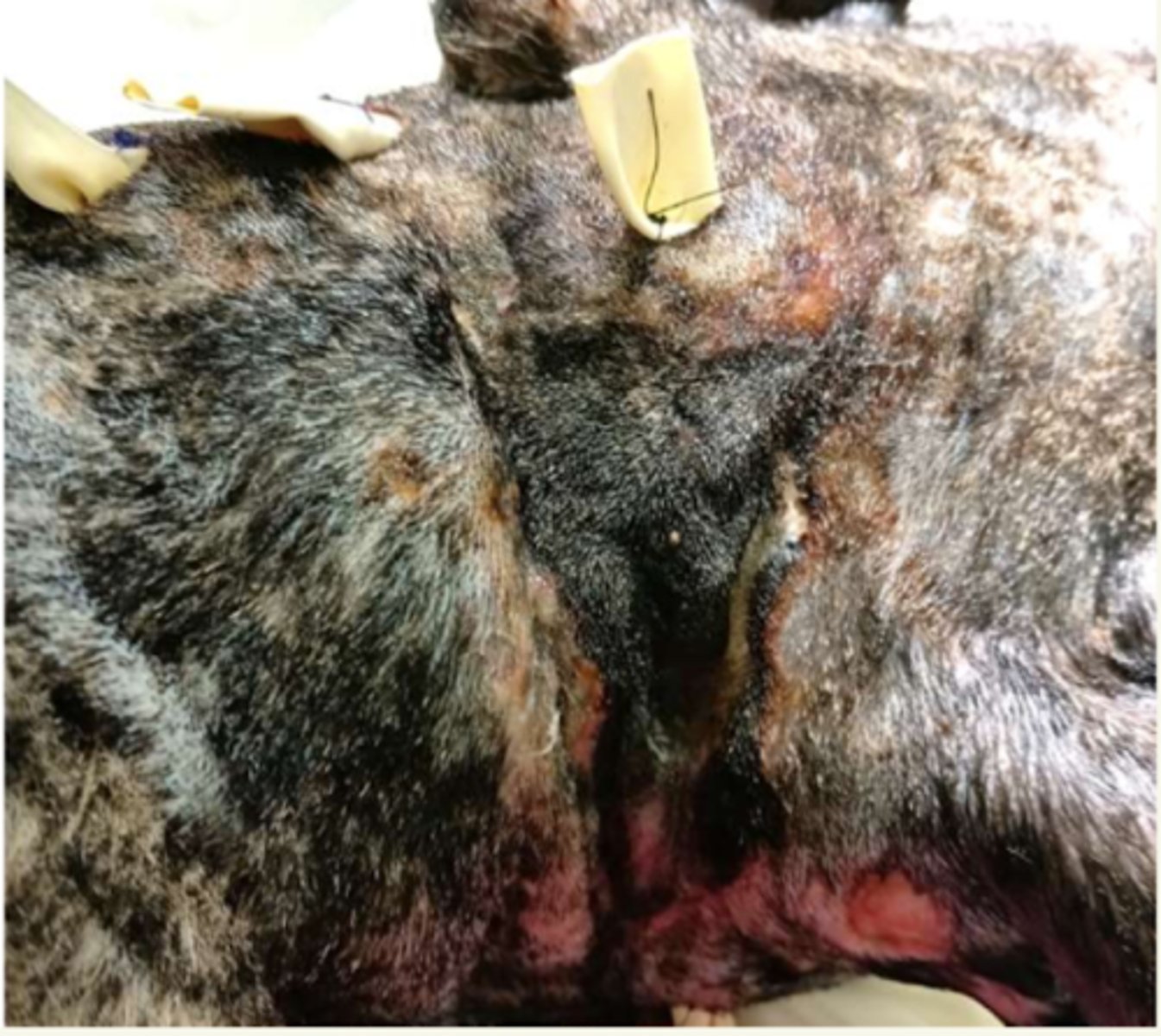 <p>¿lesión?</p><p>¿primaria o secundaria?</p>