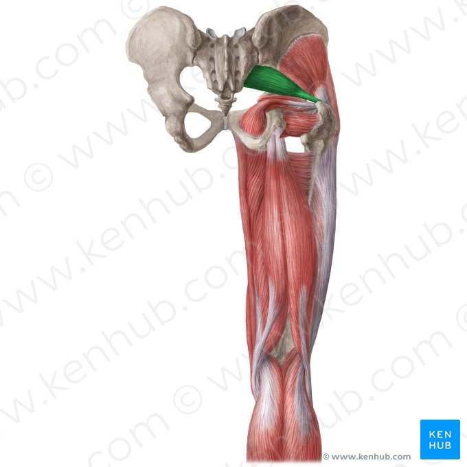 What is the insertion for Piriformis?