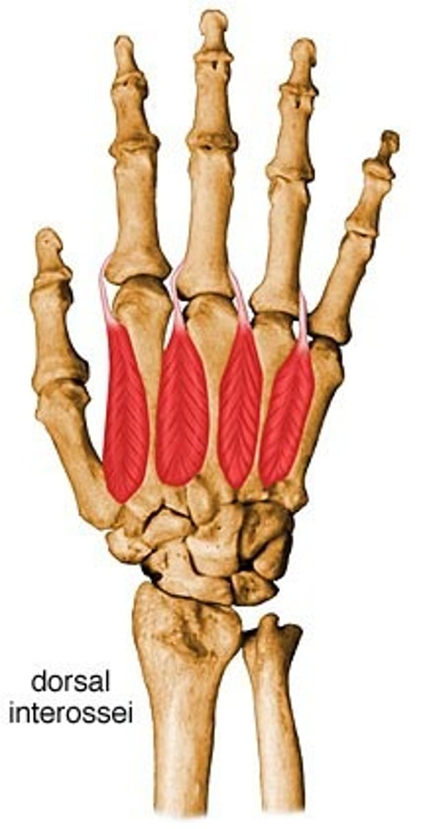<p>Origin Metacarpals</p><p>Insertion Proximal phalanges and extensor expansions</p><p>Nerve Deep branch of ulnar nerve</p><p>Actions Abduct finger</p><p>Antagonist Palmar interossei</p>