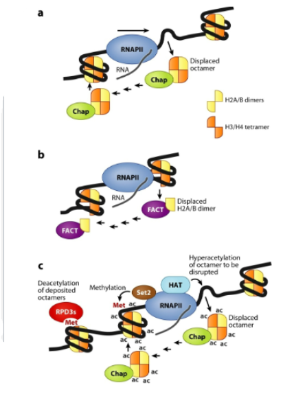 <p>chaperones displace them and replace them behind the polymerase. Polymerase may transverse through the nucleosome without full displacement. Cotranscriptional modification of histones can help with displacement, replacement and recruitment of other modifiers</p>