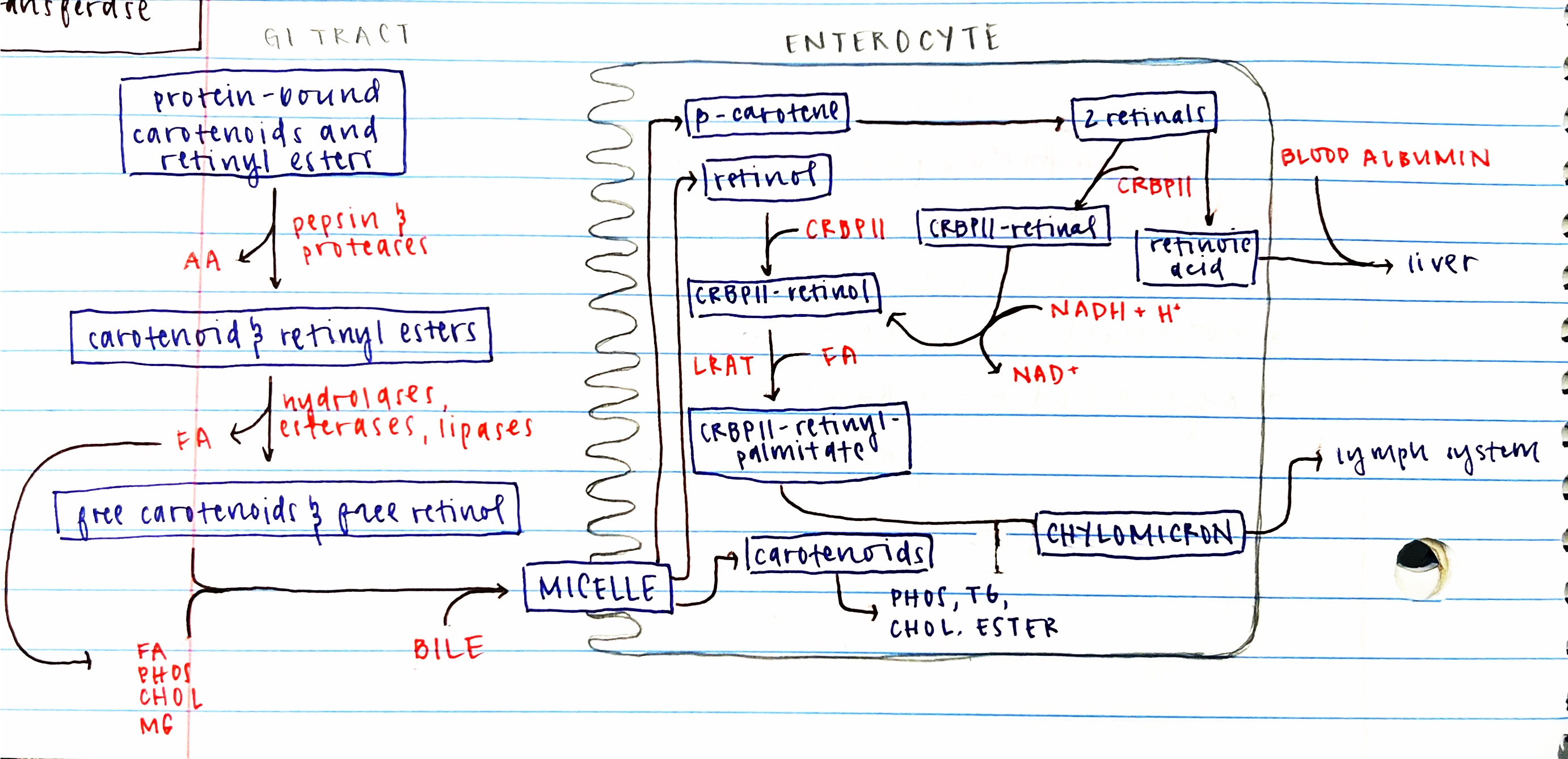* carotenoids, FA, and bile enter enterocyte in micelle


1. beta-carotene converts to 2 retinals 

   
   1. excess retinals convert to retinoic acid that binds to albumin to travel to liver
2. from 2 retinals, CRBPII creates CRBPII-retinal which is then reduced to CRBPII-retinol
3. LRAT esterifies fatty acid to form CRBPII-retinyl-palmitate
4. retinyl esters along with phospholipids, triglycerols, chol. esters, carotenoids join CRBPII-retinyl-palmitate to enter chylomicron
5. chylomicron enters lymph system