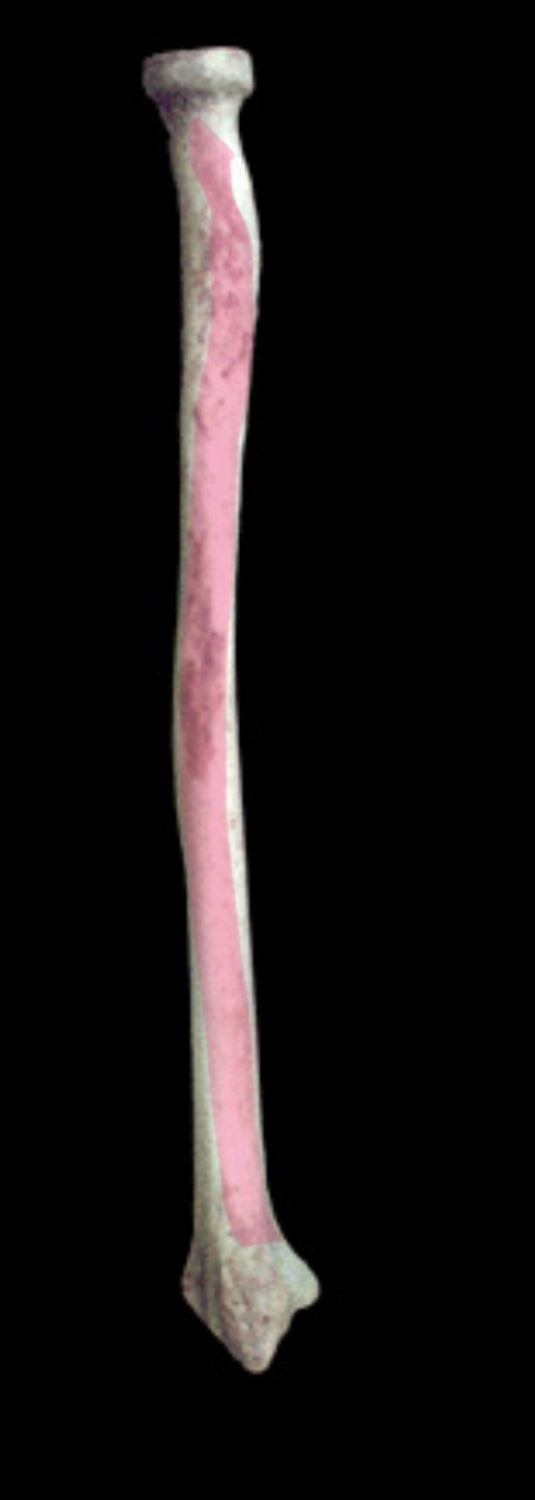 <p>What structure is this?</p>