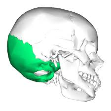 <p>forms rear and base of the skull </p>